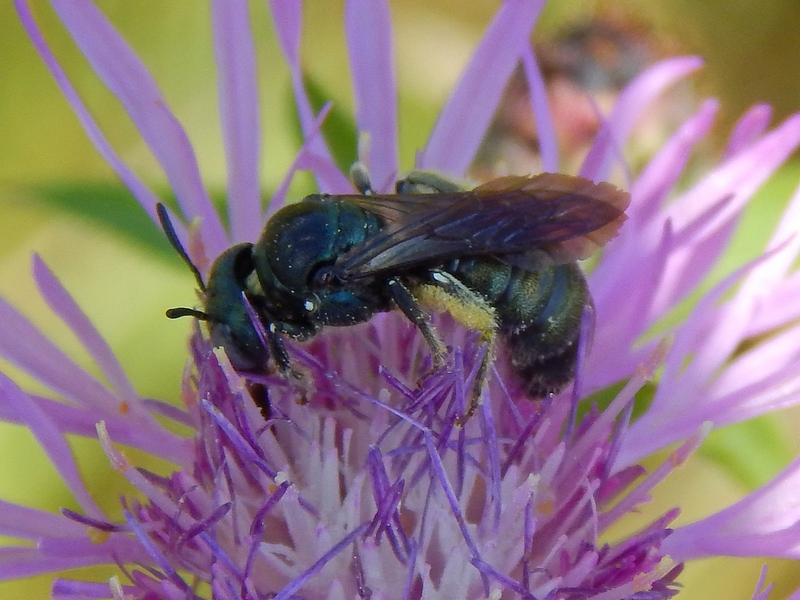 Apidae: Ceratina sp.?